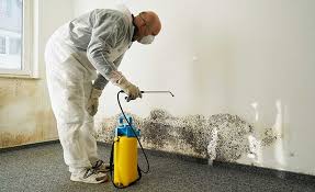 Best Asbestos and Lead Testing During Mold Inspection  in Inglis, FL