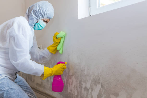 Best Commercial Mold Inspection  in Inglis, FL